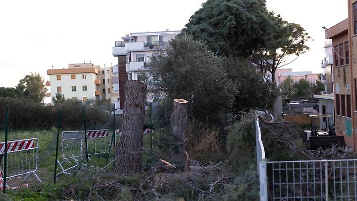 Pini tagliati all&rsquo;Uliveto, operazioni in urgenza di Citt&agrave; metropolitana
