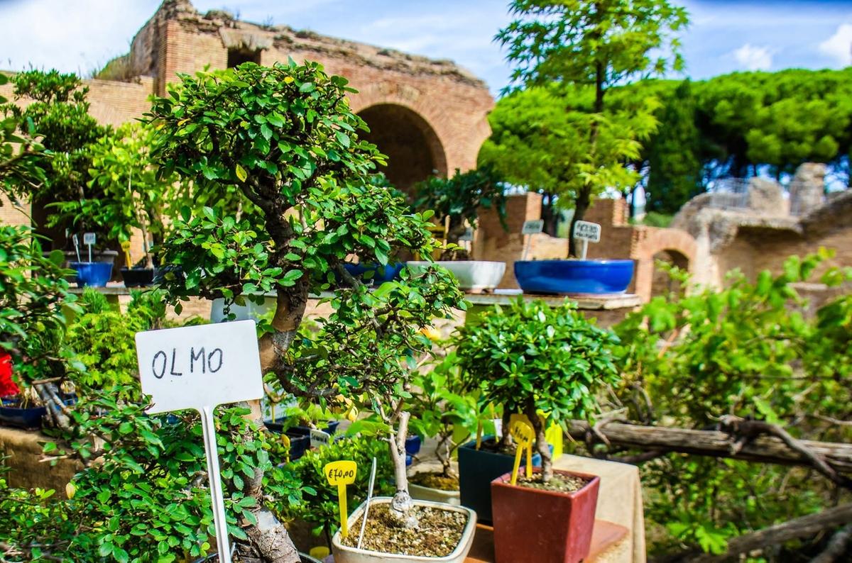 Terme in fiore 2.jpg
