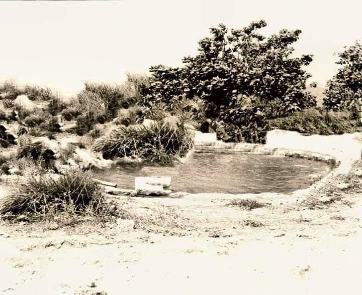 Ficoncella libera.jpg