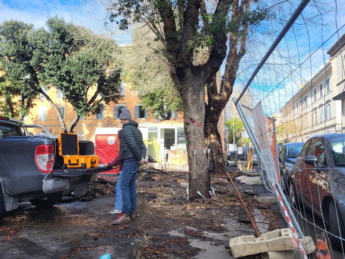 alberi mercato analisi 5.jpeg